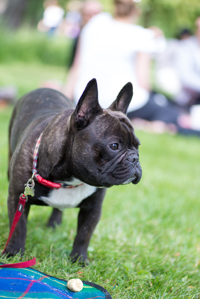 French Bulldog - Picnic at Hampstead Heath in London 