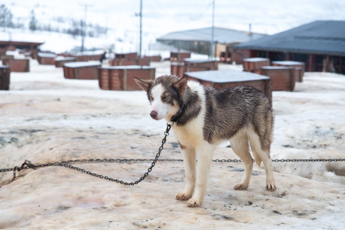 Tromso-Norway-Day3-11