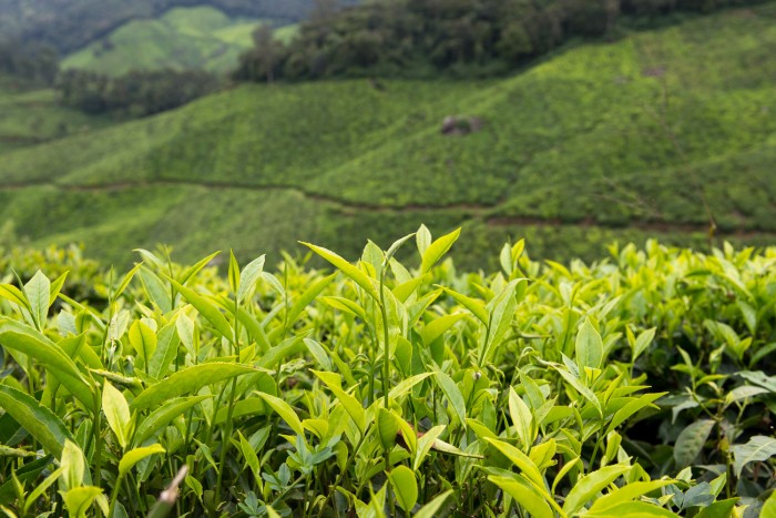 Munnar-Kerala-India-8
