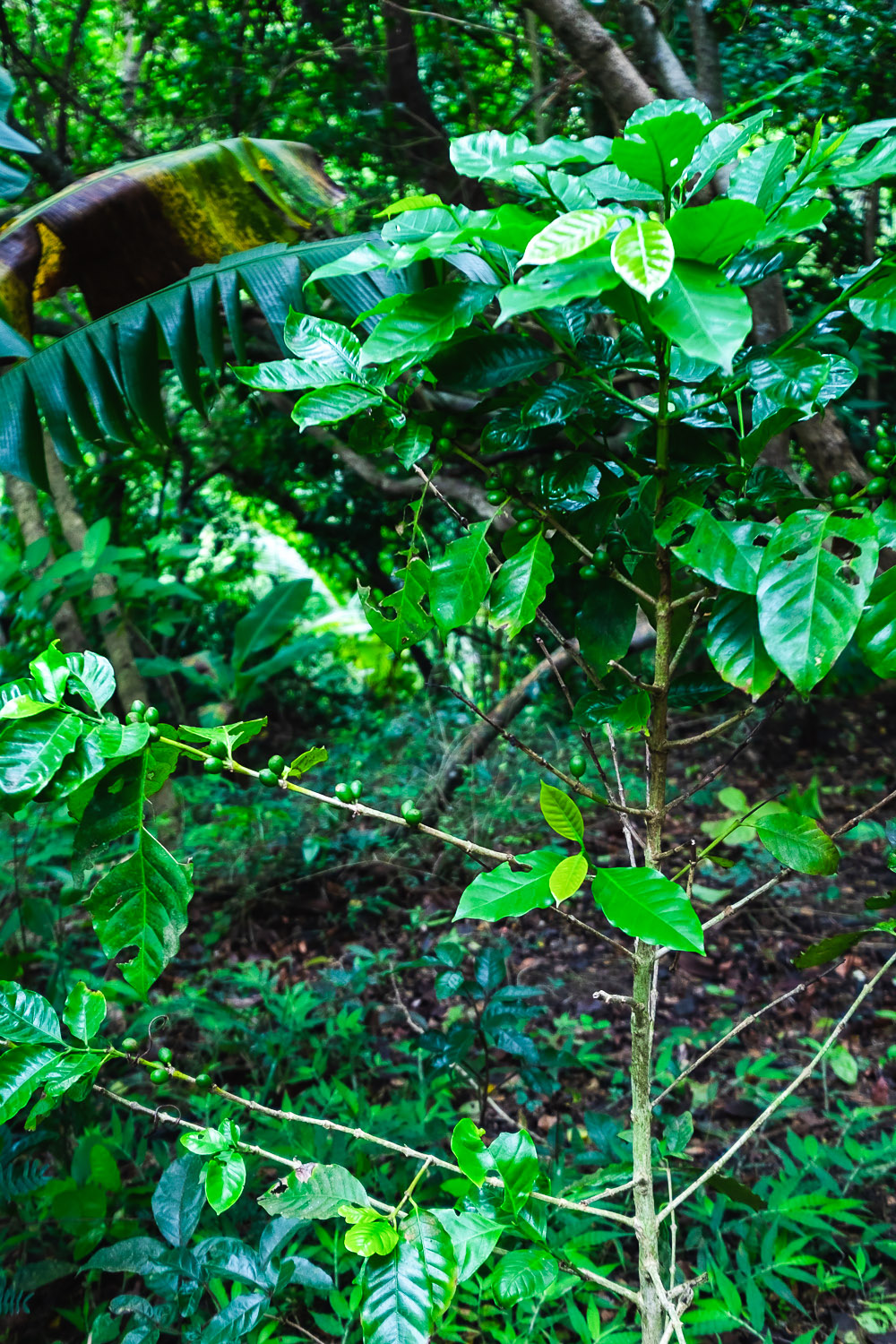 Coffee plant at Coco Hill Forest | A 5-Day Itinerary of What to See and Eat around Barbados