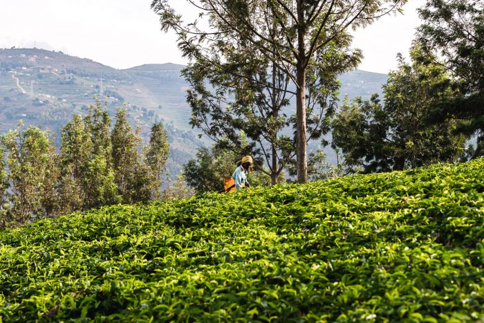 Tea plucking at Sorwathe (Tea Importers Inc.) plantation in Kinihira district, Rwanda