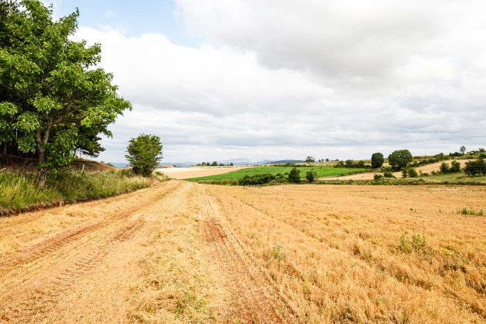 A golden field of puy lentils in Le Puy en Velay in Auvergne, France. Puy lentils are different from traditional French green lentils; they are DOP (denomination of protected origin).